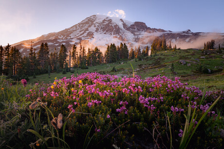 Wildflowers in front of mountain
